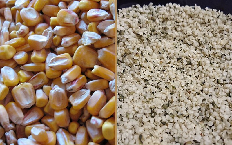 Surrey hemp and maize